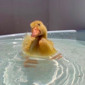 Meet your Posher, Isabella